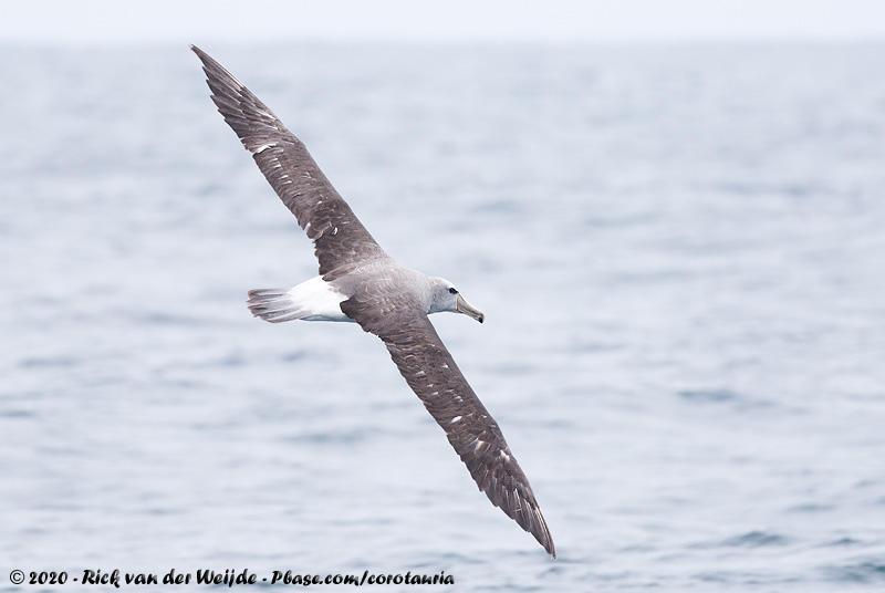 Salvins Albatross<br><i>Thalassarche salvini</i>