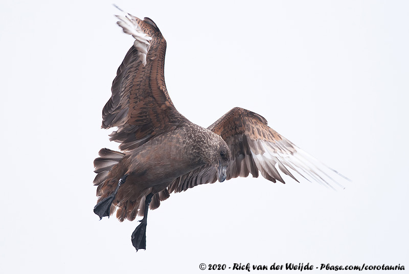 Chilean Skua<br><i>Stercorarius chilensis</i>