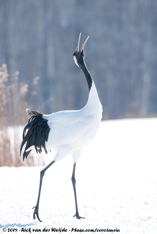 Red-Crowned Crane<br><i>Grus japonensis</i>