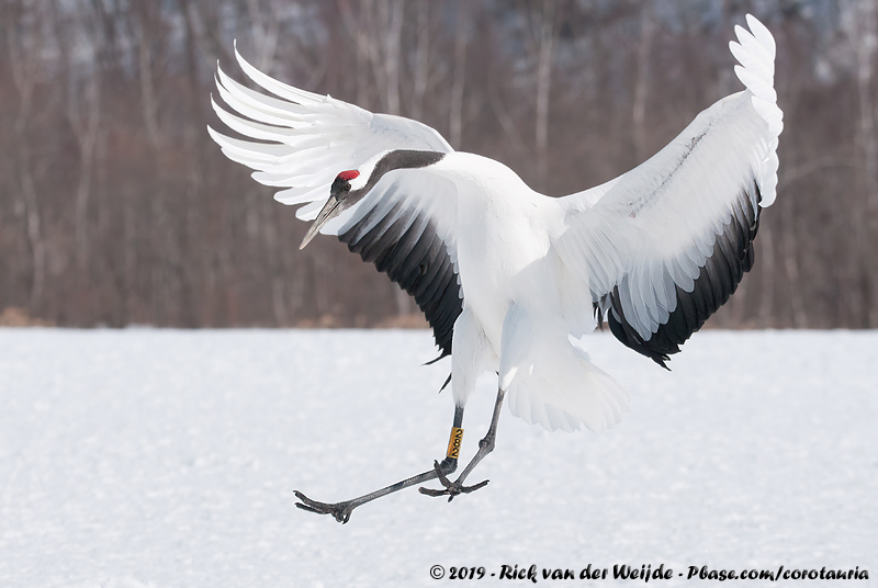 Red-Crowned Crane<br><i>Grus japonensis</i>