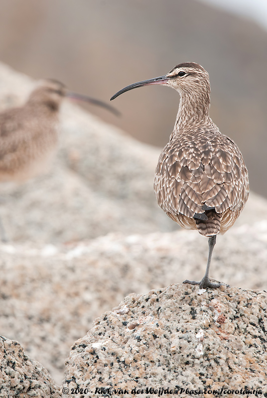 Hudsonian Whimbrel<br><i>Numenius hudsonicus rufiventris</i>