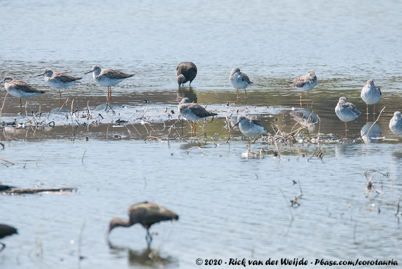 Greater Yellowlegs<br><i>Tringa melanoleuca</i>