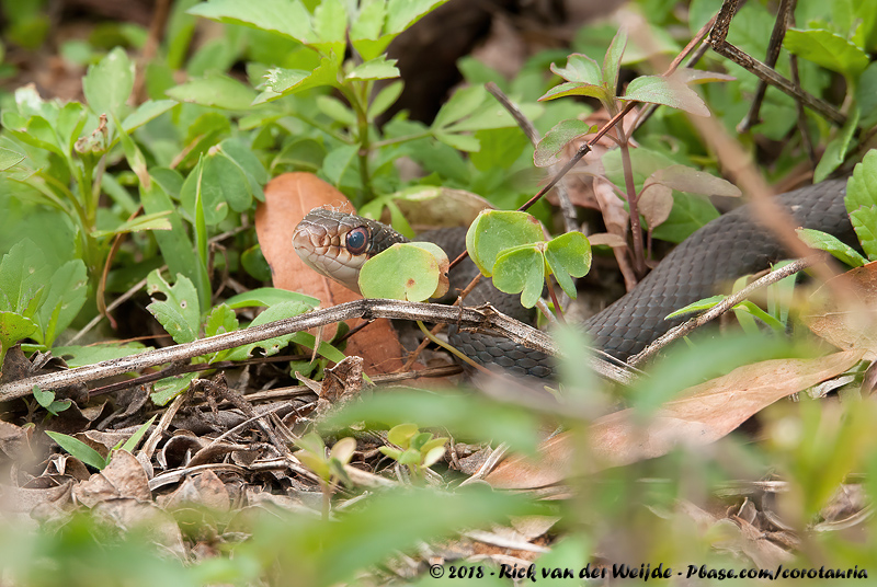 Southern Racer<br><i>Coluber constrictor priapus</i>