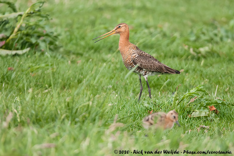 Black-Tailed Godwit<br><i>Limosa limosa limosa</i>