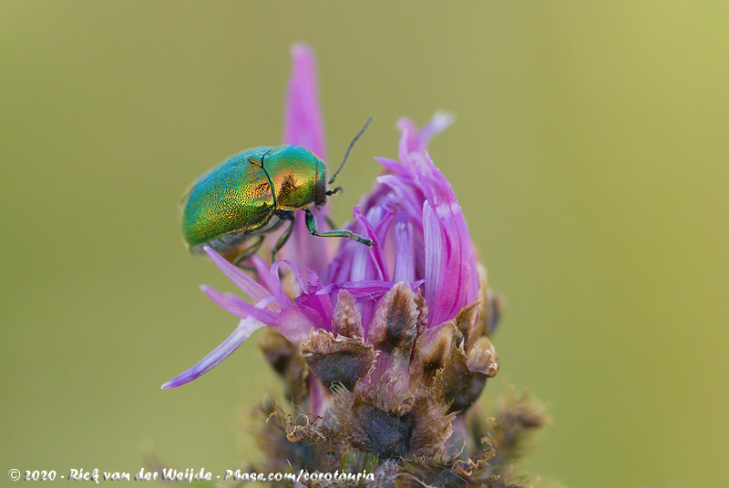 (Leaf Beetle)<br><i>Cryptocephalus aureolus</i>