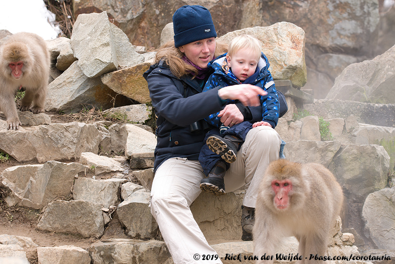 Monkey Watching