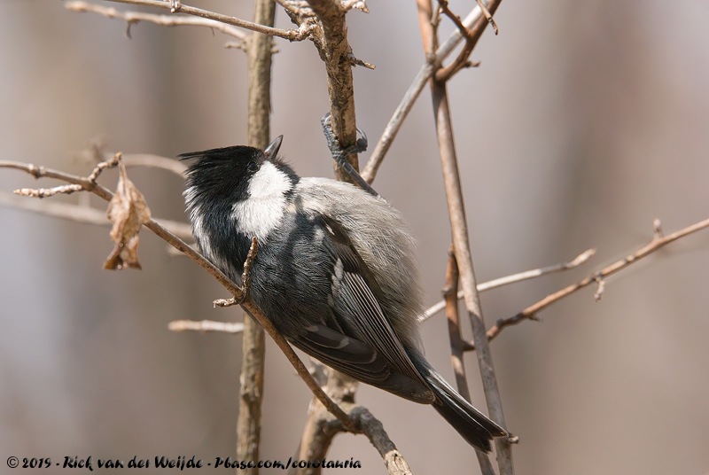 Coal Tit<br><i>Periparus ater insularis</i>