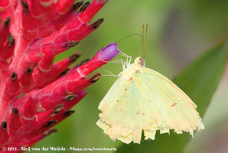 Cloudless Sulphur<br><i>Phoebis sennae sennae</i>