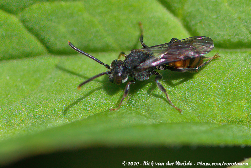 Fabricius Nomad Bee<br><i>Nomada fabriciana</i>