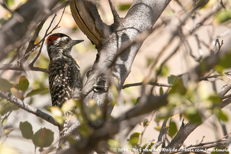 Striped Woodpecker<br><i>Veniliornis lignarius</i>