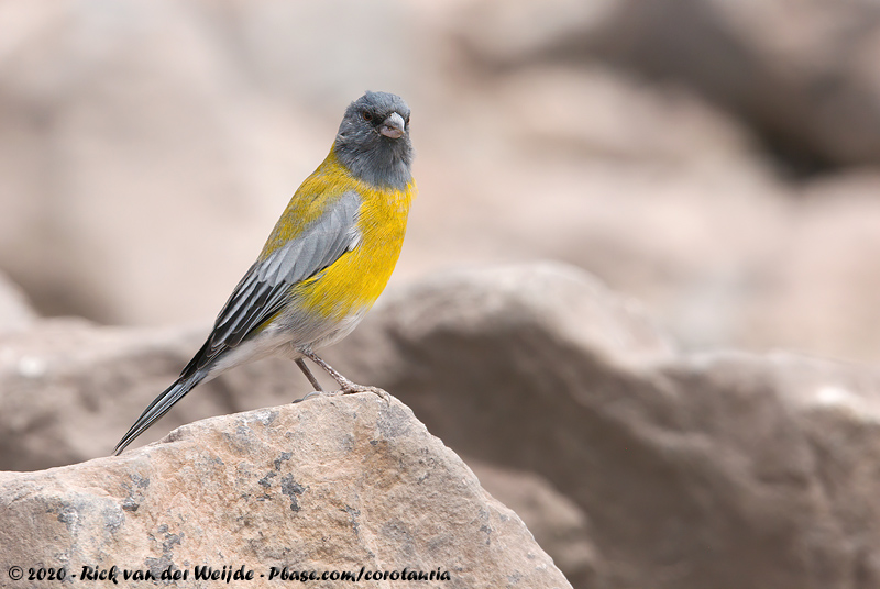 Grey-Hooded Sierra Finch<br><i>Phrygilus gayi gayi</i>