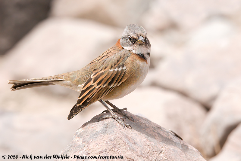 Rufous-Collared Sparrow<br><i>Zonotrichia capensis australis</i>