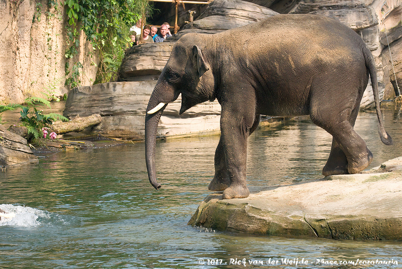 Asian Elephant<br><i>Elephas maximus indicus</i>