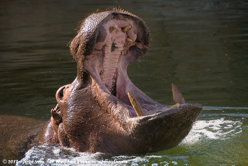 Common Hippopotamus<br><i>Hippopotamus amphibius</i>