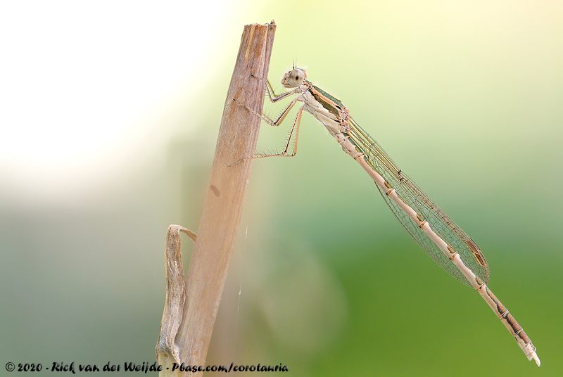 Common Winter Damselfly<br><i>Sympecma fusca</i>