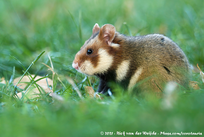 Common Hamster<br><i>Cricetus cricetus</i>