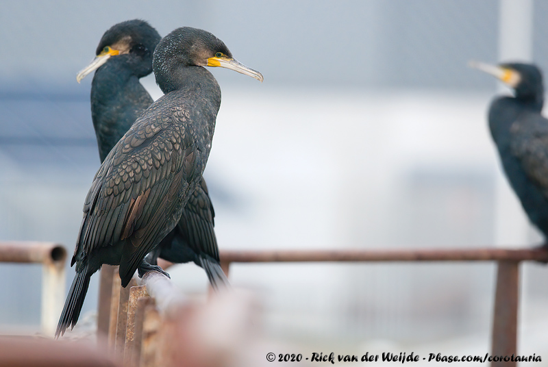 Great Cormorant<br><i>Phalacrocorax carbo sinensis</i>