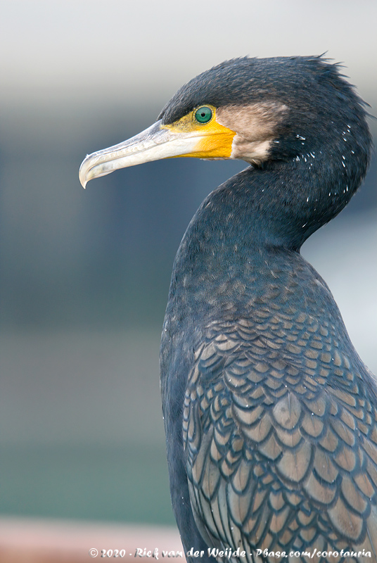 Great Cormorant<br><i>Phalacrocorax carbo sinensis</i>