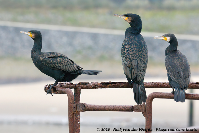 Great Cormorant<br><i>Phalacrocorax carbo carbo</i>