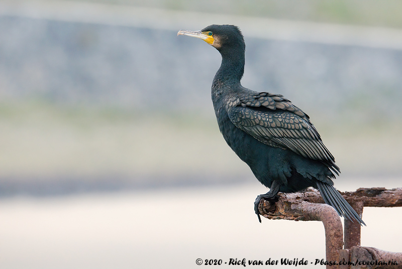 Great Cormorant<br><i>Phalacrocorax carbo sinensis</i>