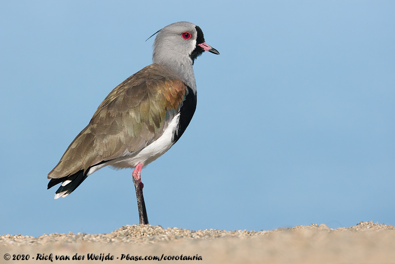 Southern Lapwing<br><i>Vanellus chilensis chilensis</i>