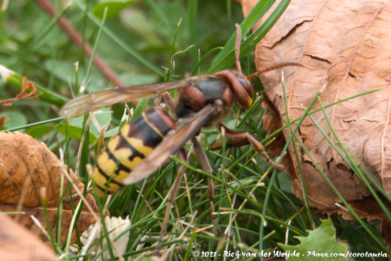 European Hornet<br><i>Vespa crabro</i>