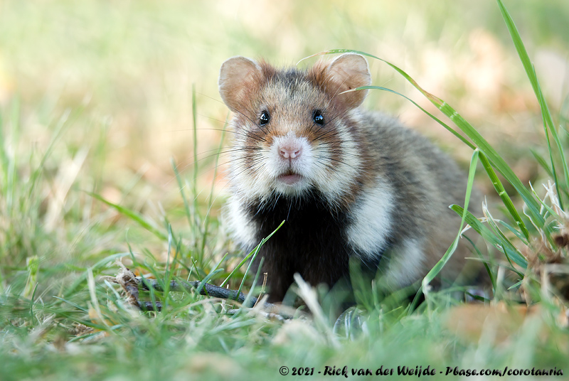 Common Hamster<br><i>Cricetus cricetus</i>