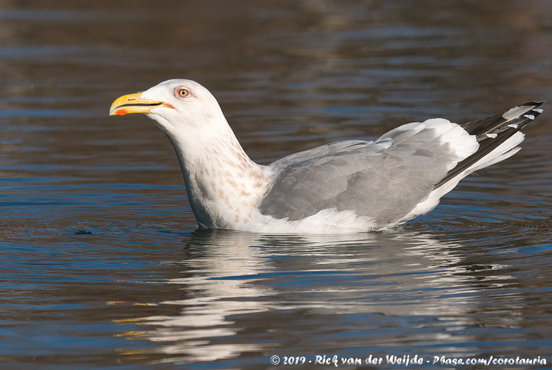 Vega Gull<br><i>Larus vegae vegae</i>