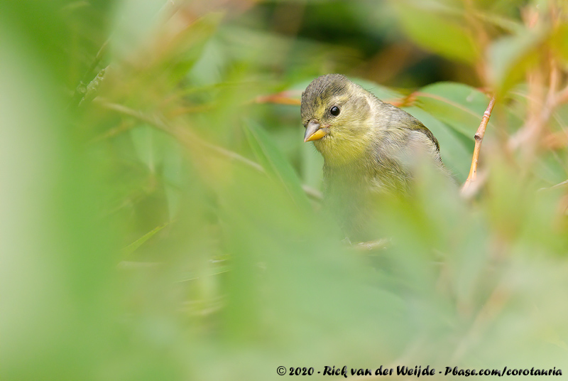 Black-Chinned Siskin<br><i>Spinus barbatus</i>