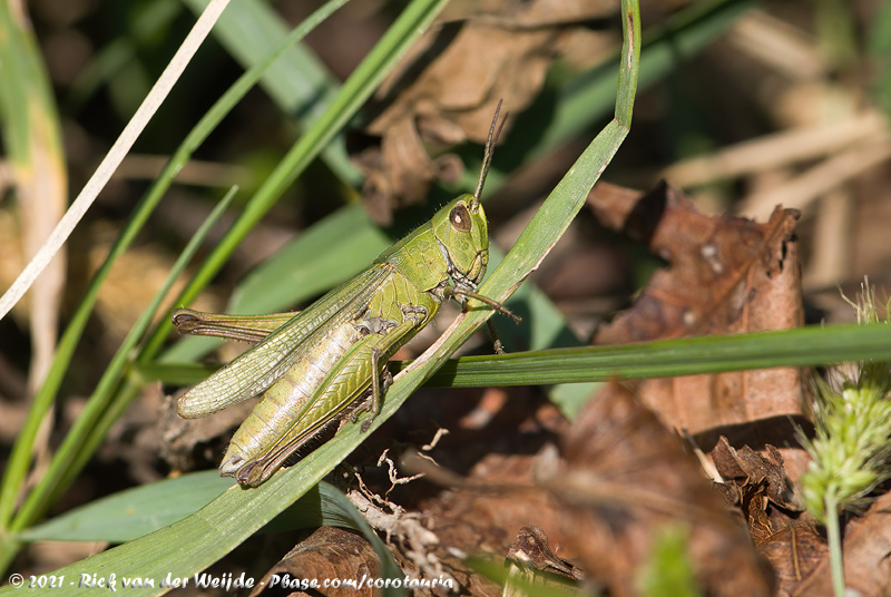 Steppe Grasshopper<br><i>Chorthippus dorsatus dorsatus</i>