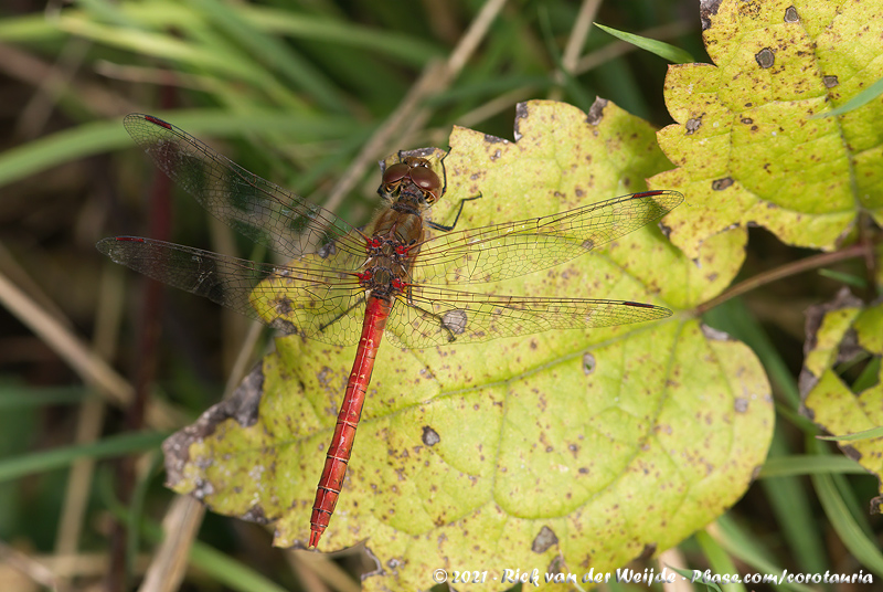 Common Darter<br><i>Sympetrum striolatum striolatum</i>