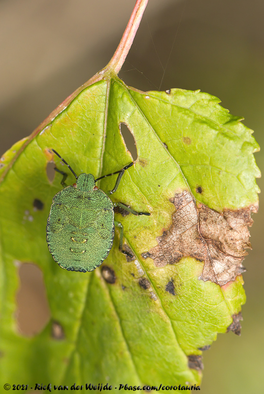 Green Shield Bug<br><i>Palomena prasina</i>