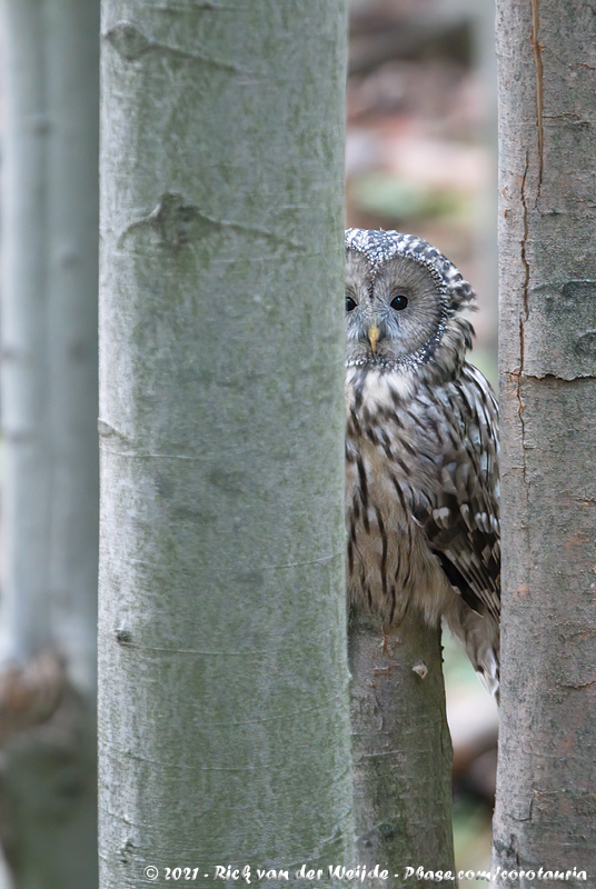 Ural Owl<br><i>Strix uralensis macroura</i>