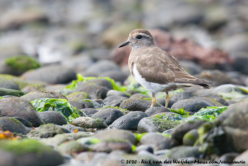 Rufous-Chested Plover<br><i>Zonibyx modestus</i>