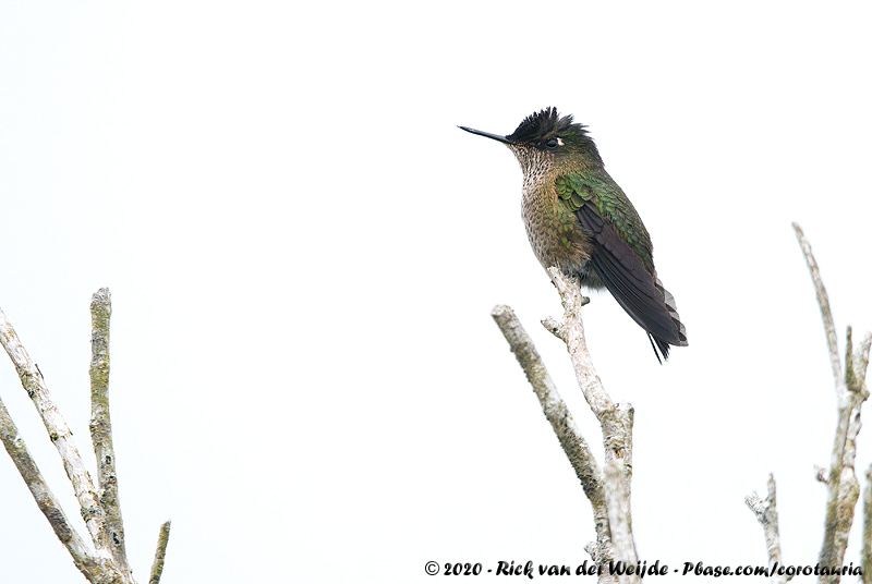 Green-Backed Firecrown<br><i>Sephanoides sephanoides</i>