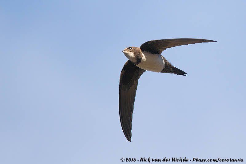 Alpine Swift<br><i>Tachymarptis melba melba</i>