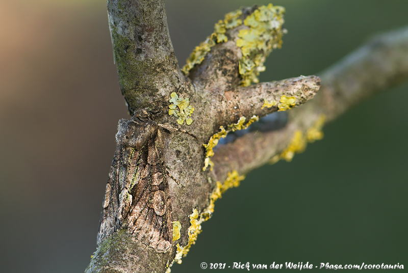 Green-Brindled Crescent<br><i>Allophyes oxyacanthae</i>