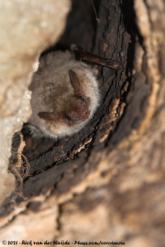 Greater Mouse-Eared Bat<br><i>Myotis myotis myotis</i>