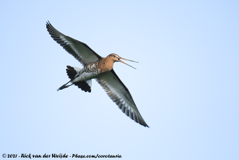 Black-Tailed Godwit<br><i>Limosa limosa limosa</i>