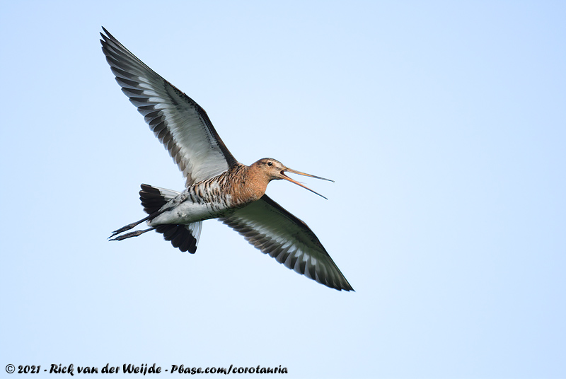Black-Tailed Godwit<br><i>Limosa limosa limosa</i>