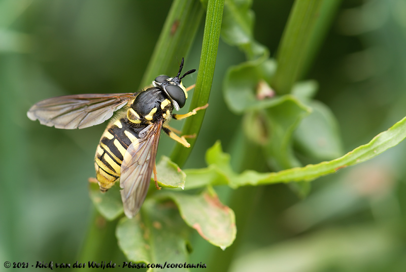 Large Wasp Hoverfly<br><i>Chrysotoxum cautum</i>