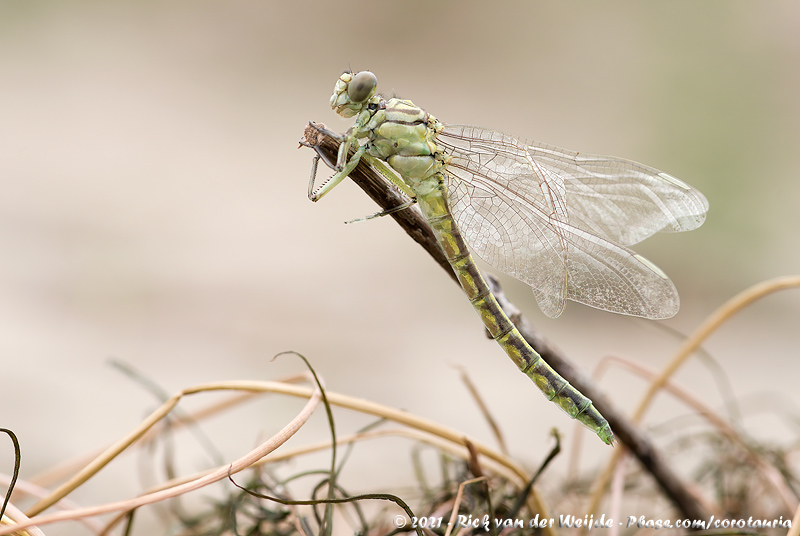 River Clubtail<br><i>Stylurus flavipes</i>