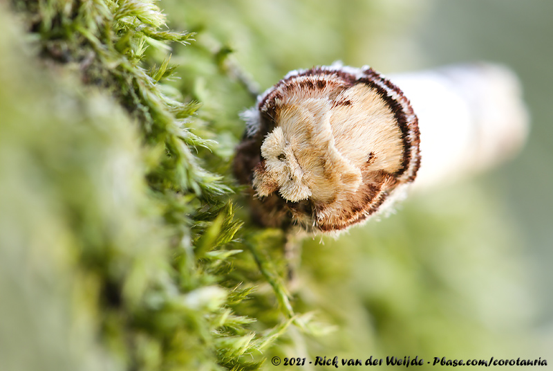 Buff-Tip<br><i>Phalera bucephala</i>