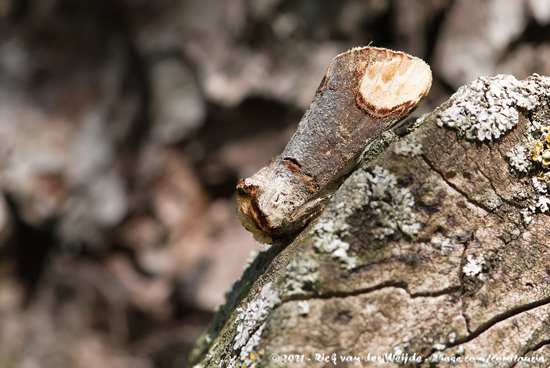 Buff-Tip<br><i>Phalera bucephala</i>