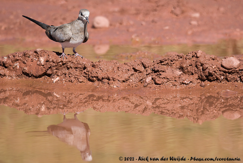Namaqua Dove<br><i>Oena capensis capensis</i>