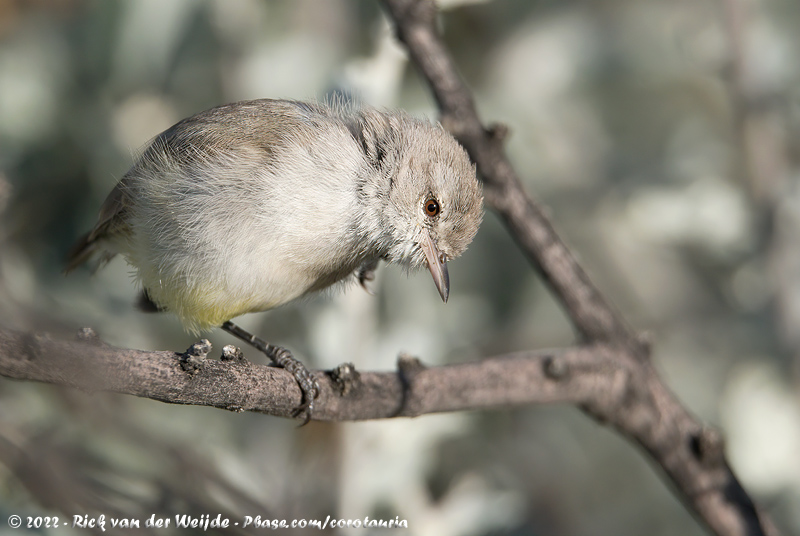 Yellow-Bellied Eremomela<br><i>Eremomela icteropygialis icteropygialis</i>