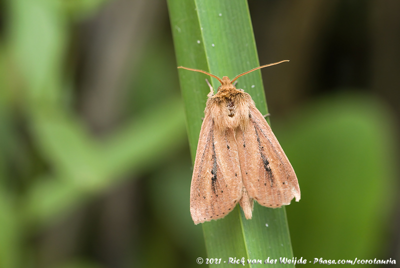 Webbs Wainscot<br><i>Capsula sparganii sparganii</i>