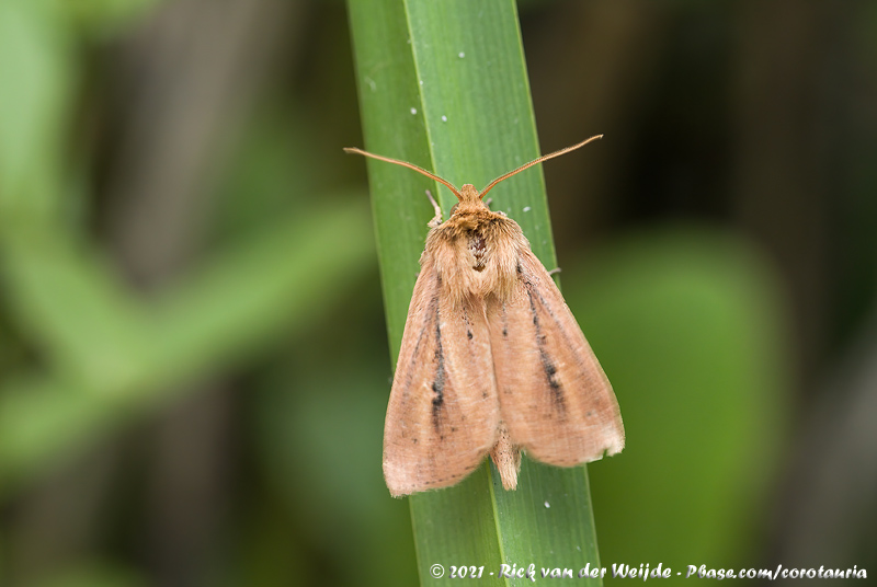 Webbs Wainscot<br><i>Capsula sparganii sparganii</i>