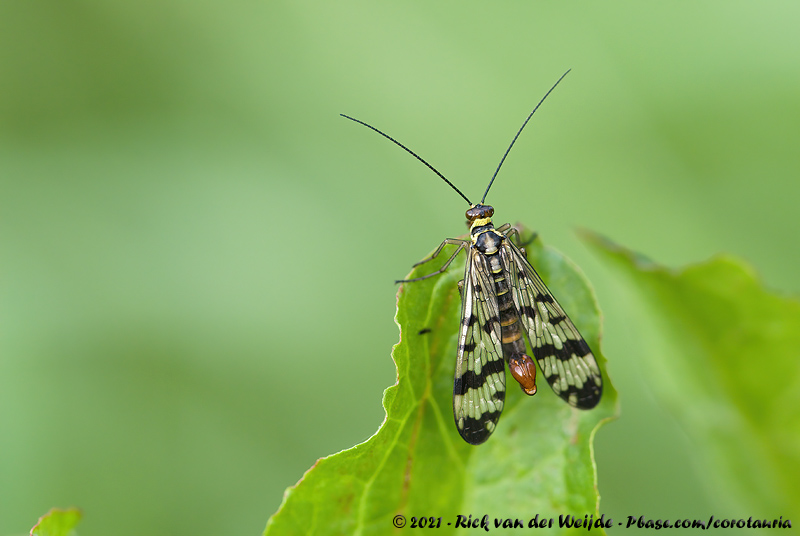 Scorpion Fly<br><i>Panorpa vulgaris</i>