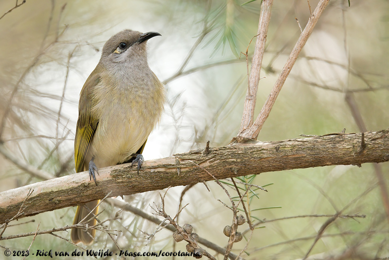 Brown Honeyeater<br><i>Lichmera indistincta indistincta</i>